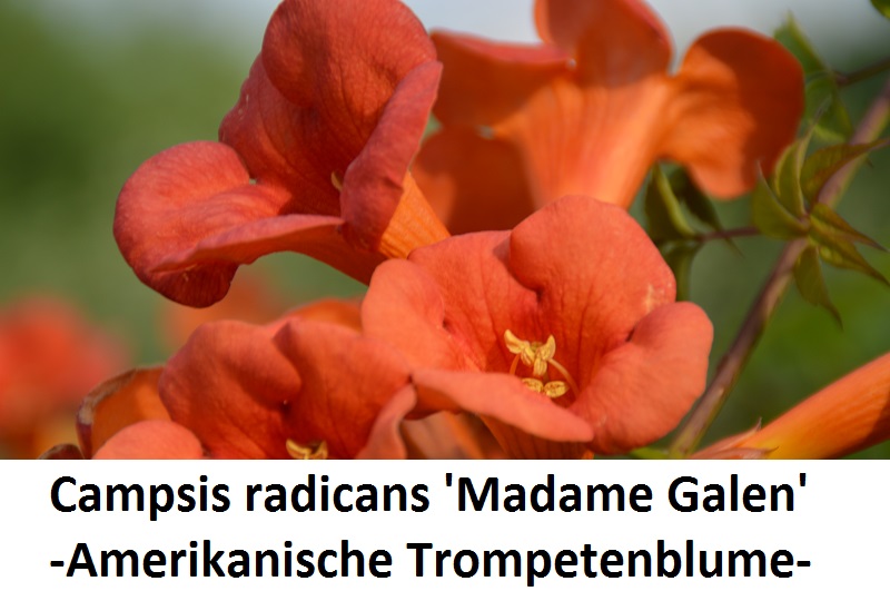 Campsis radicans Madame Galen
