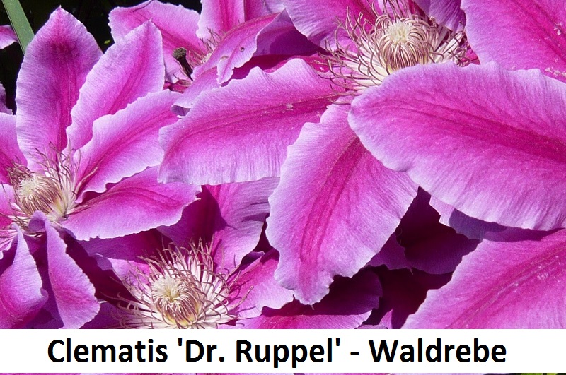Clematis Dr. Ruppel