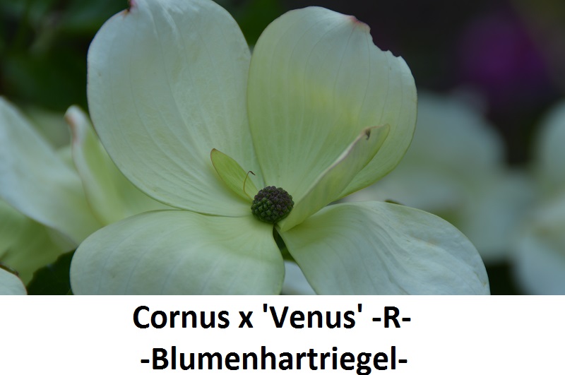 Cornus Venus