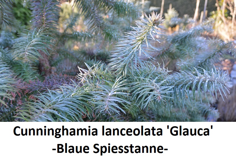 Cunninghamia lanceolata Glauca