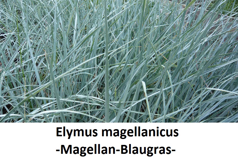 Elymus magellanicus