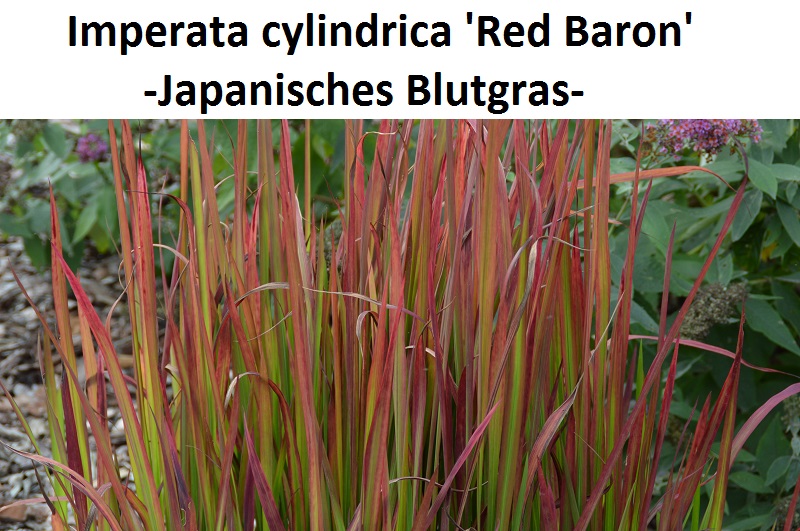 Imperata cylindrica Red Baron