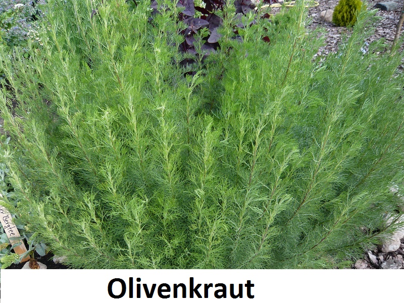 Olivenkraut