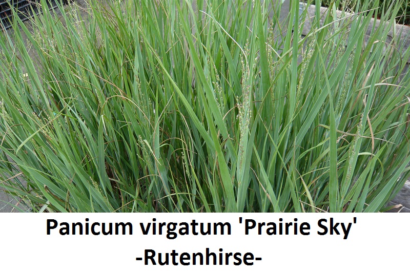 Panicum virgatum Prairie Sky