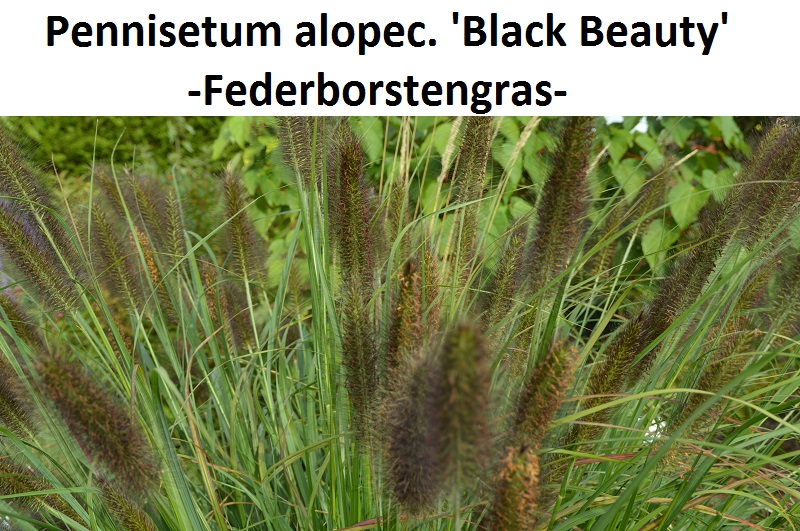 Pennisetum Black Beauty