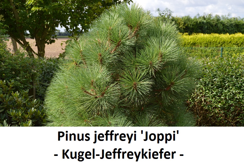 Pinus jeffreyi Joppi