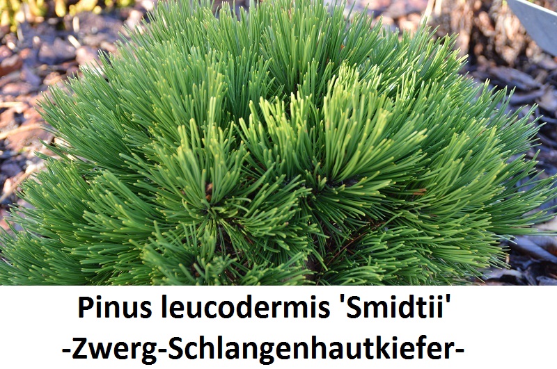 Pinus leucodermis Smidtii