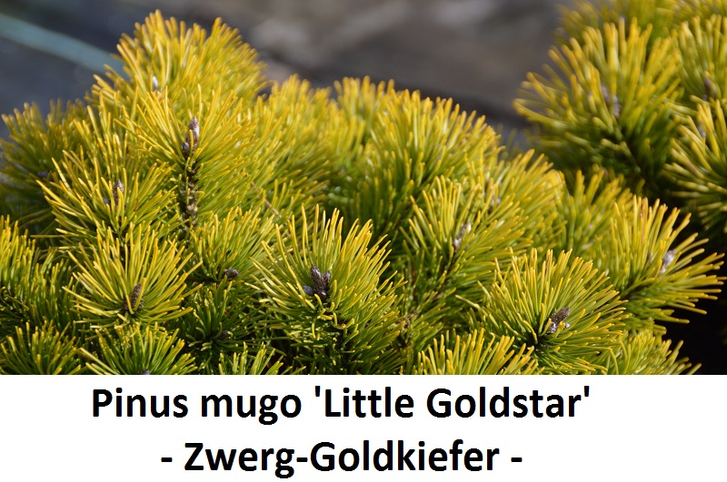Pinus mugo Little Goldstar