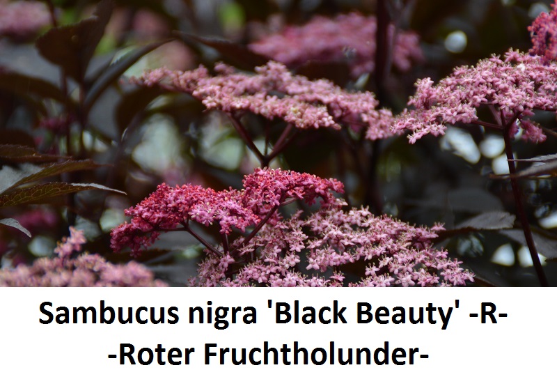 Sambucus nigra Black Beauty