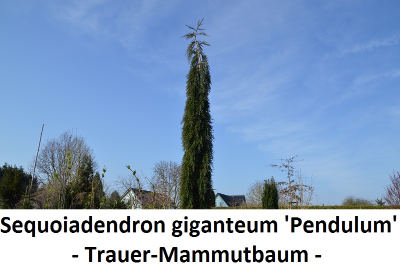 Sequoiadendron giganteum Pendulum