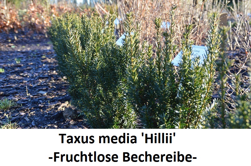 Taxus media Hillii