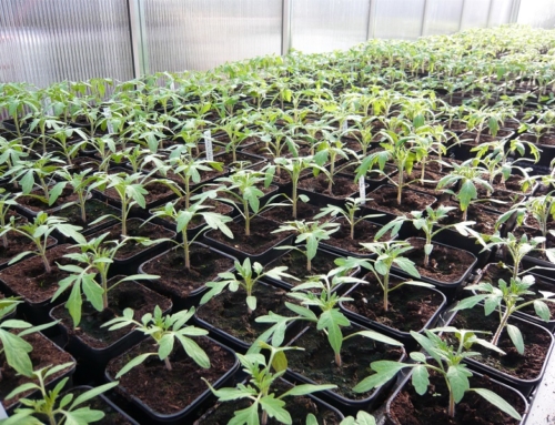 Tomatenjungpflanzen in 30 Sorten ab dem 11. April verkaufsfertig