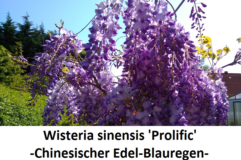 Wisteria sinensis Prolific