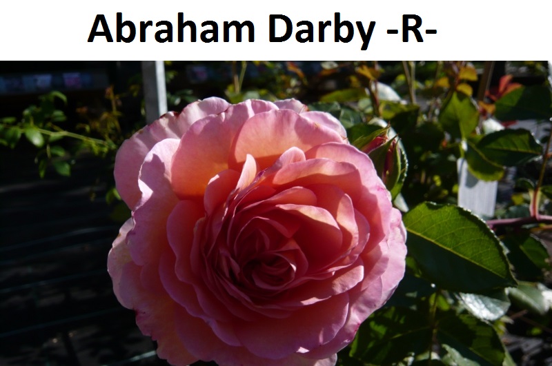 Abraham Darby