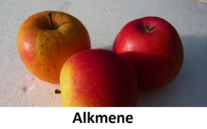 Alkmene