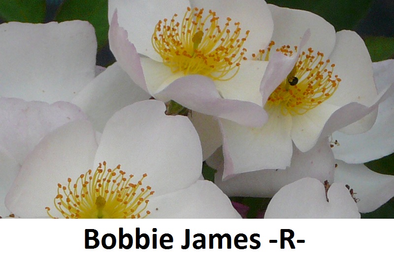 Bobbie James