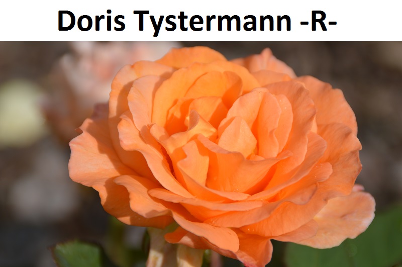 Doris Tystermann