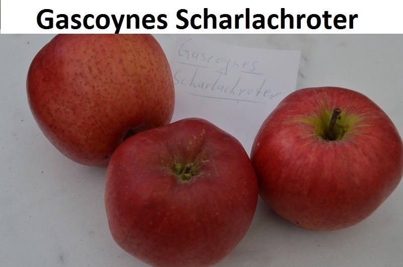 Gascoynes Scharlachroter