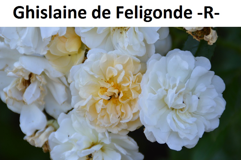Ghislaine de Feligonde