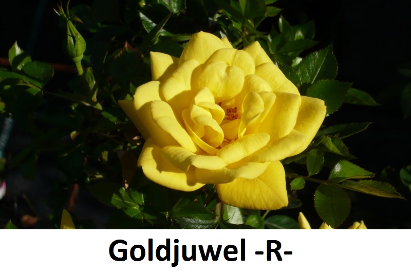 Goldjuwel