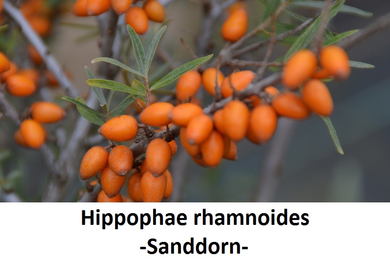 Hippophae rhamnoides