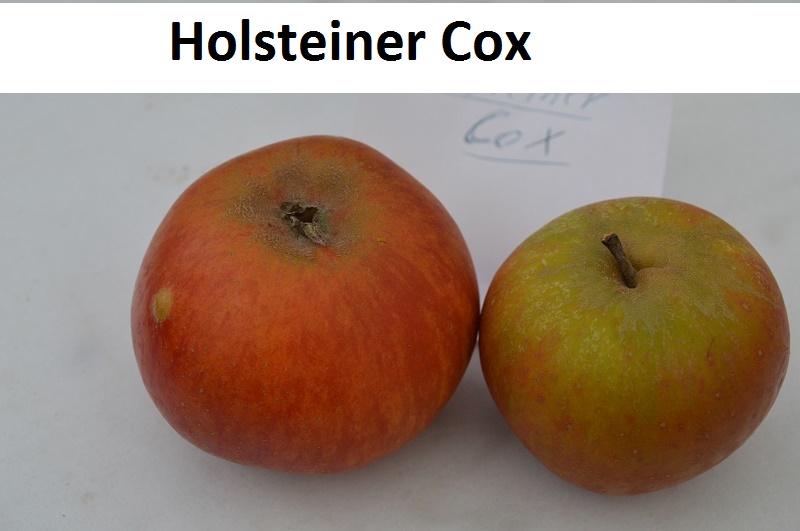 Holsteiner Cox
