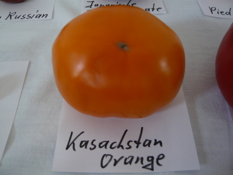 Kasachstan Orange