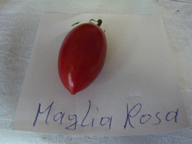 Maglia Rosa