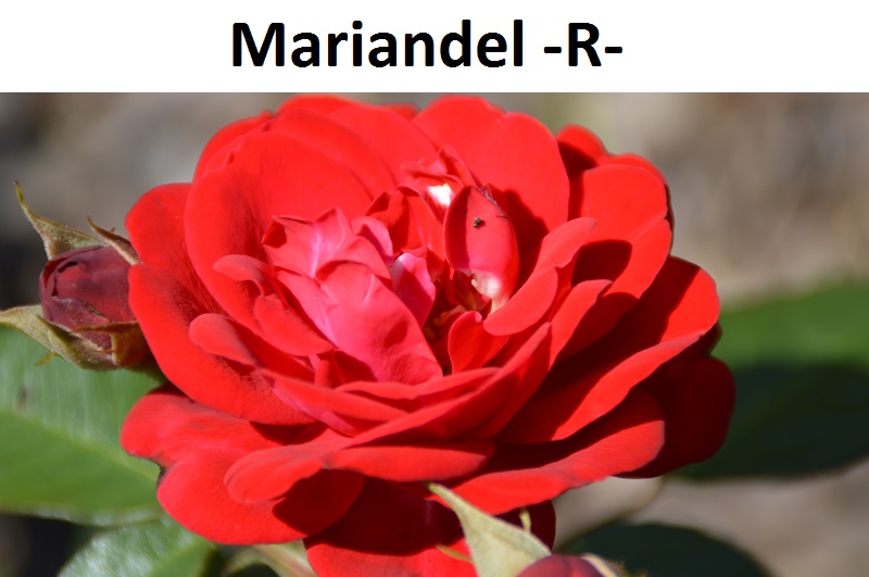 Mariandel
