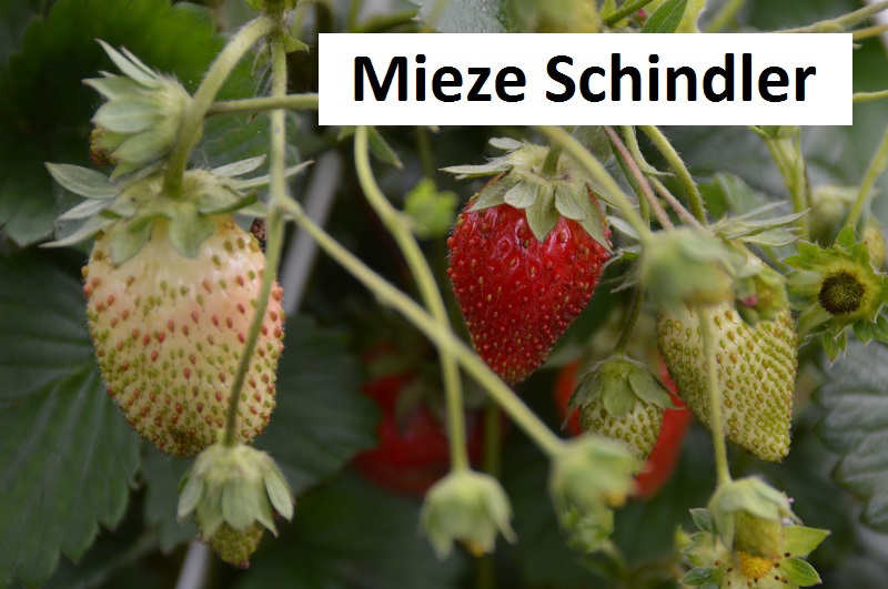 Mieze Schindler