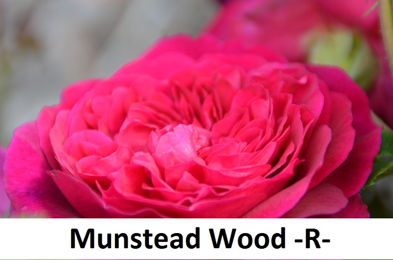 Munstead Wood
