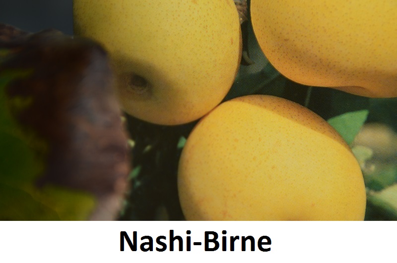 Nashibirne