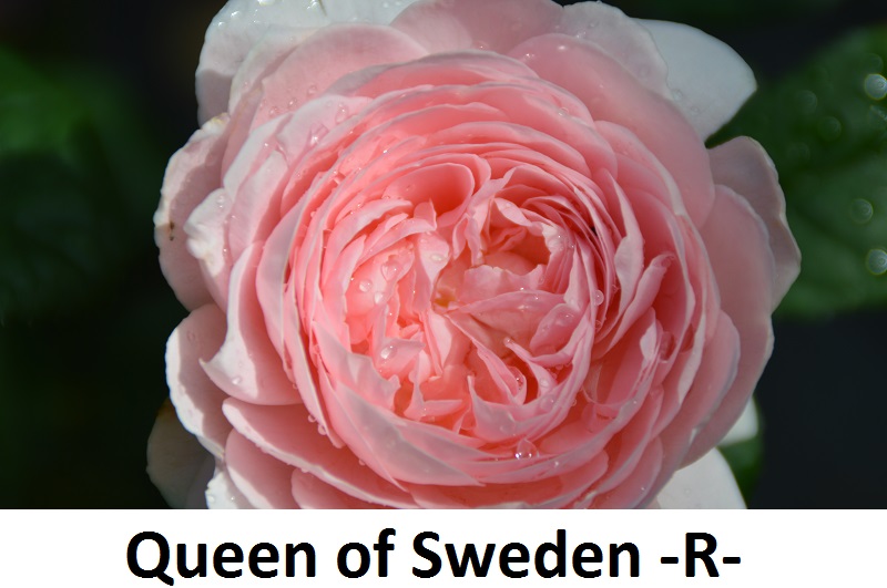 Queen of Sweden