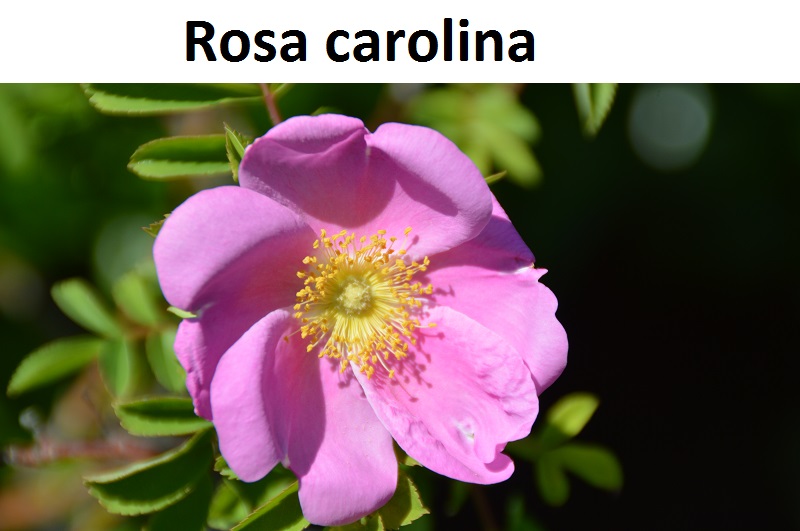 Rosa carolina