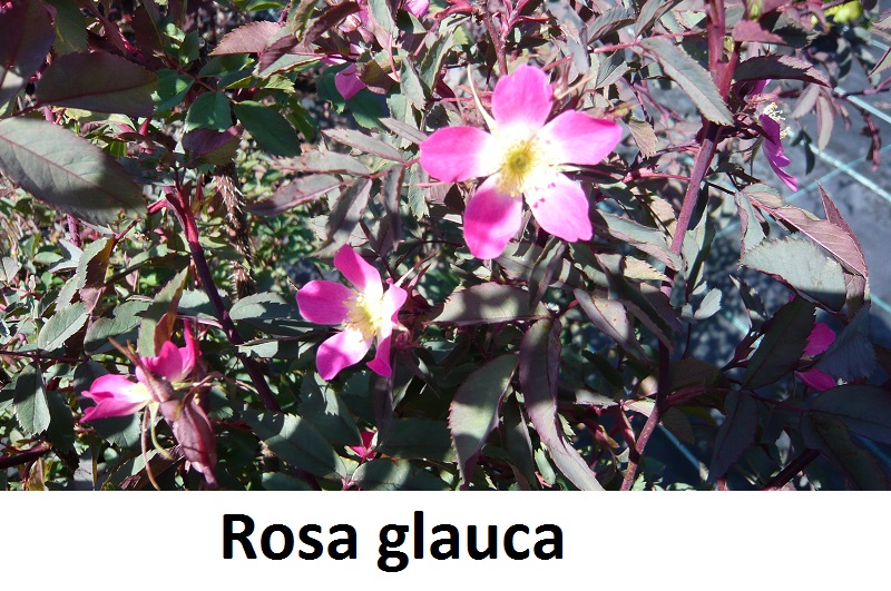 Rosa glauca