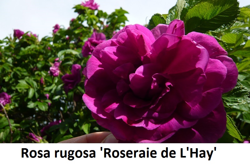 Rosa rugosa Roseraie de L'Hay