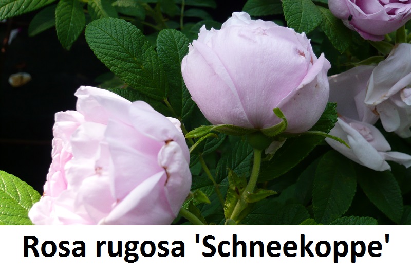 Rosa rugosa Schneekoppe