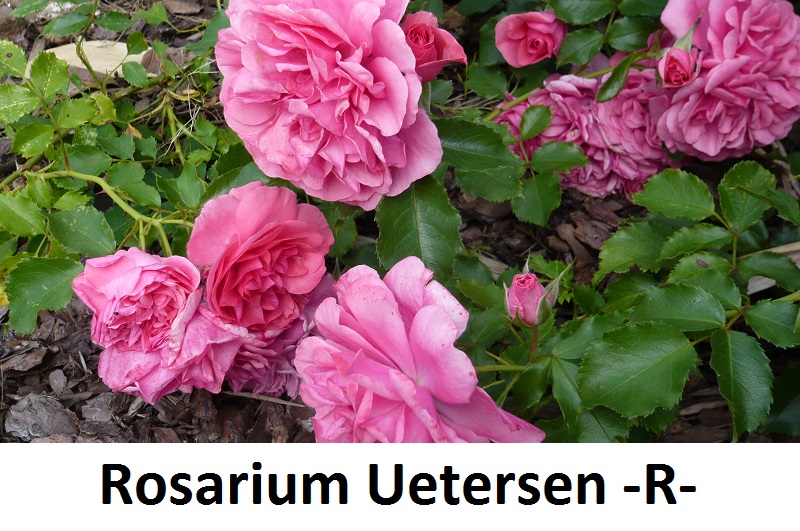 Rosarium Uetersen