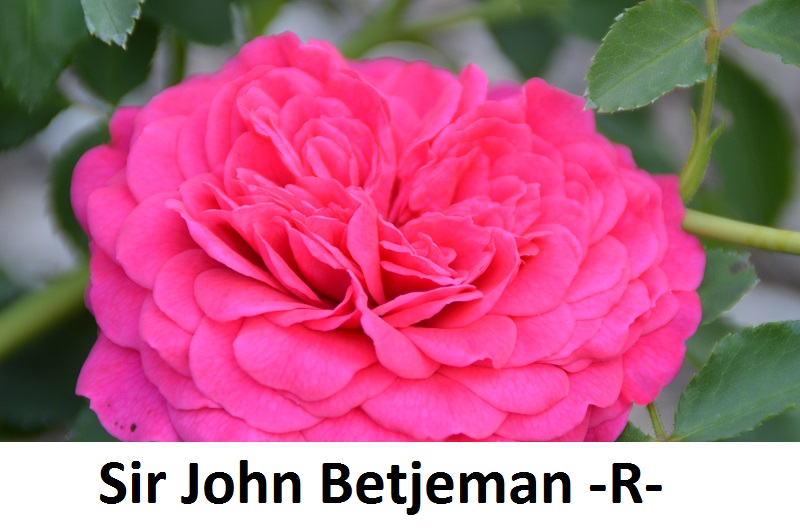 Sir John Betjeman