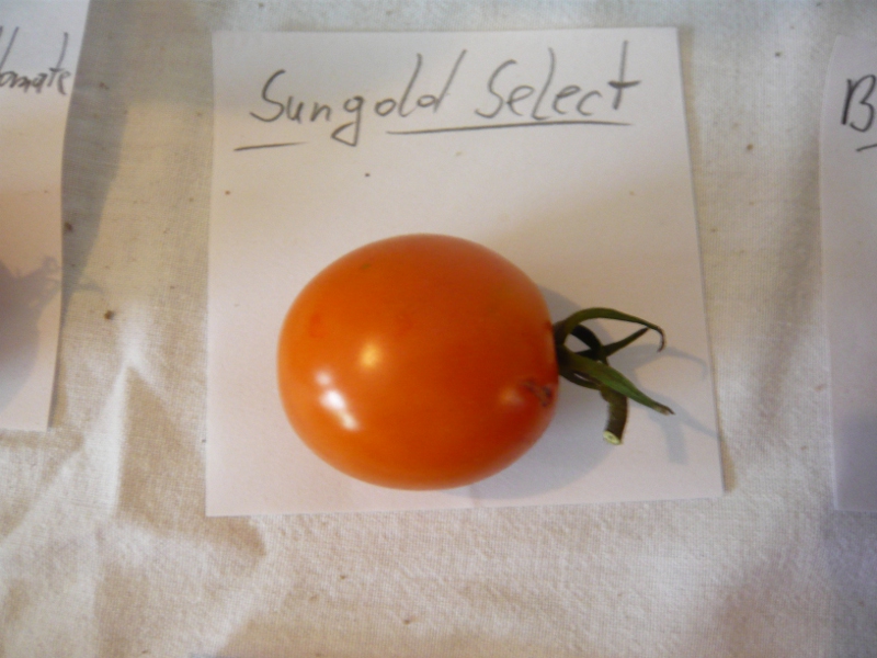 Sungold Select