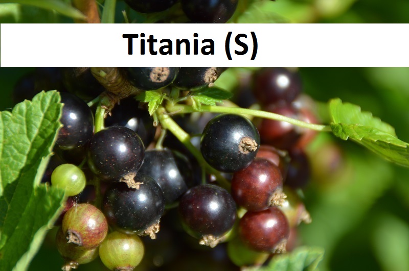 Titania(S)