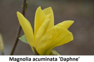 Magnolia acuminata Daphne