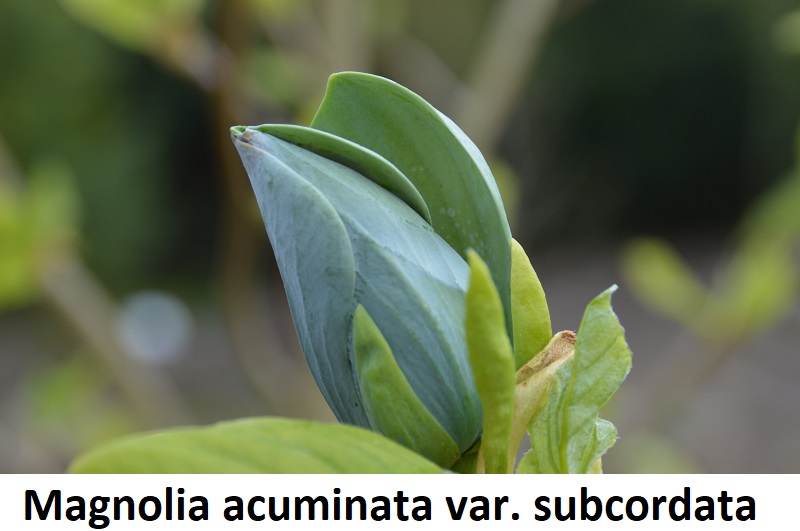 Magnolia acuminata var subcordata