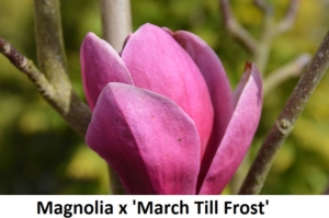 Magnolia x March Till Frost