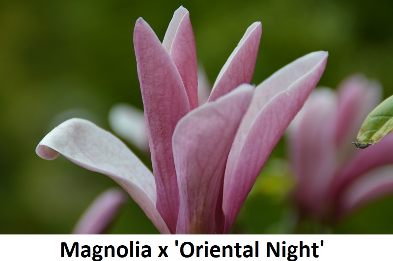 Magnolia x Oriental Night