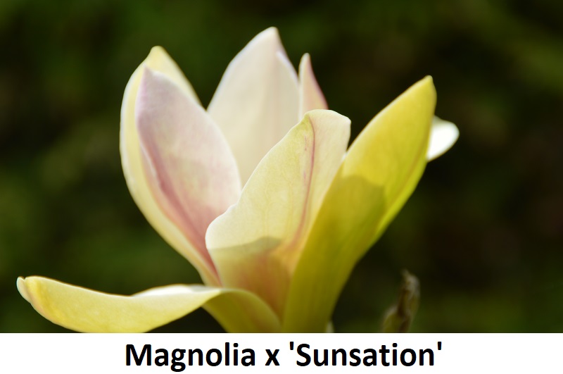 Magnolia x Sunsation