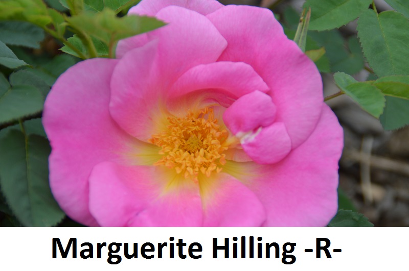 Marguerite Hilling