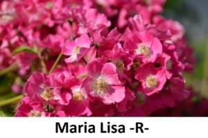 Maria Lisa