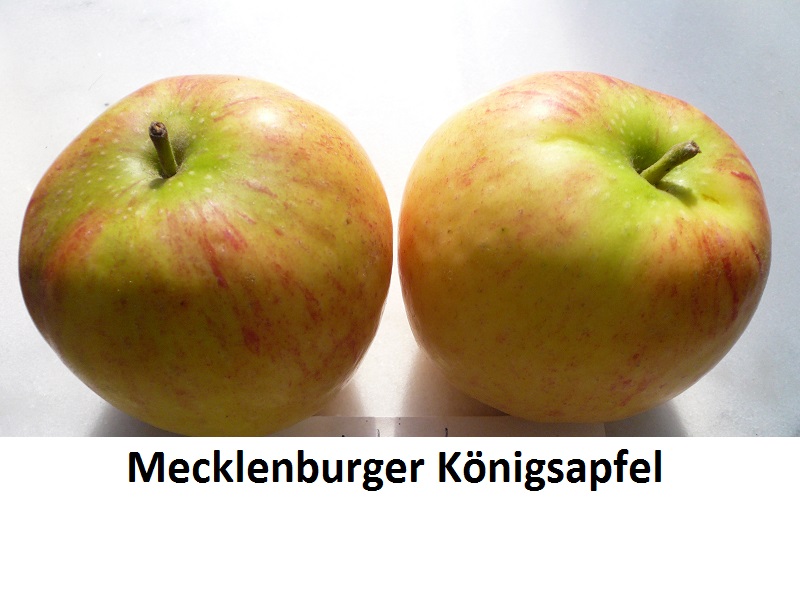 Mecklenburger Königsapfel