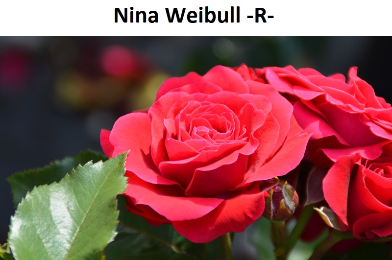 Nina Weibull